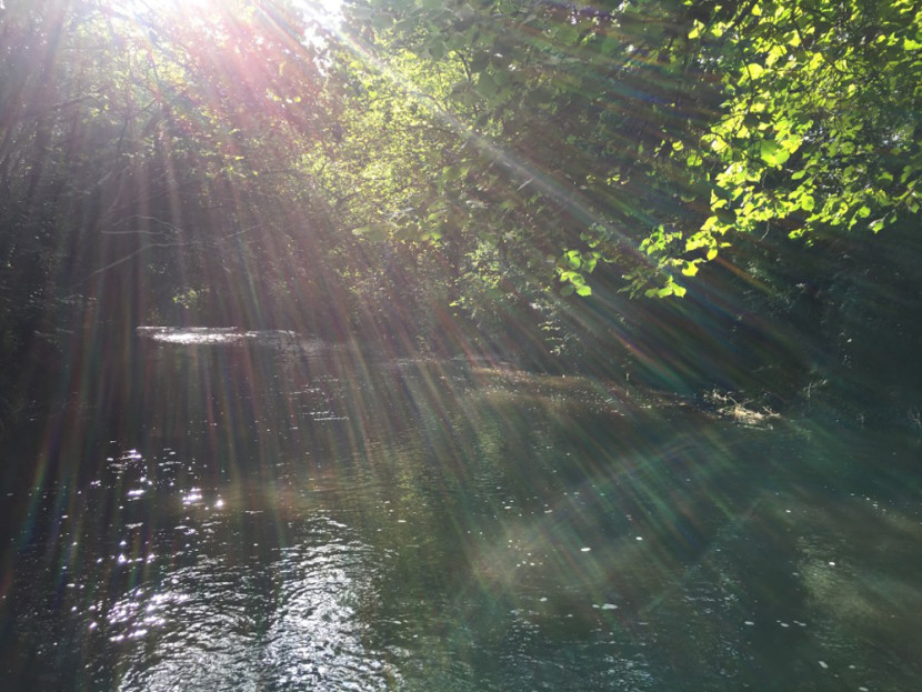 Evening on Mowley Wood (DG from Herefordshire)
